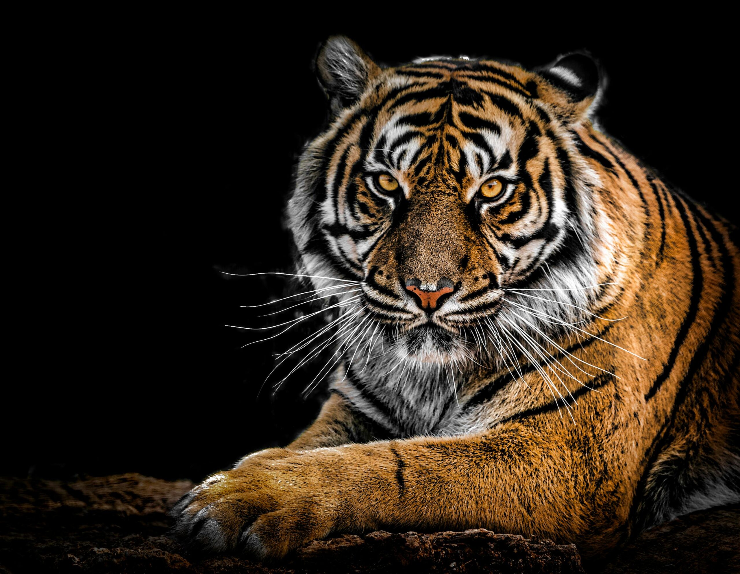 Close-up portrait of a Bengal tiger showcasing its fierce gaze and striking stripes in a dramatic setting.